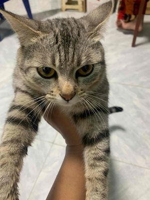 mèo lai