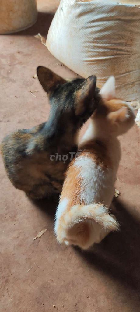 Mèo con Tam thể, vàng trắng, xám khỏe mạnh. Mua bán Mèo tại Huyện Đắk Song Đắk Nông được đăng bởi Bùi Đức Tài hình 1