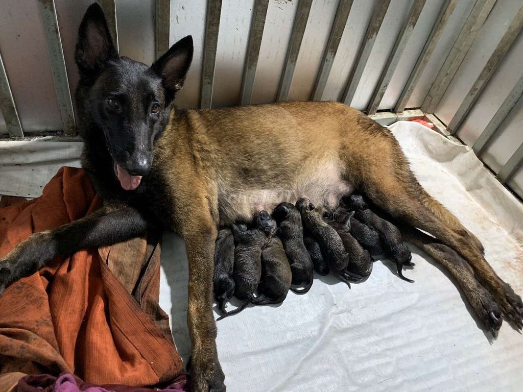 VT 500k 1kg chó malinois