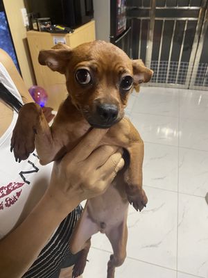 Bán bé Chihuahua tại Hà Nội. Mua bán Chó tại Quận Đống Đa Hà Nội được đăng bởi ODR TYLER FANPAGE TEAM 1