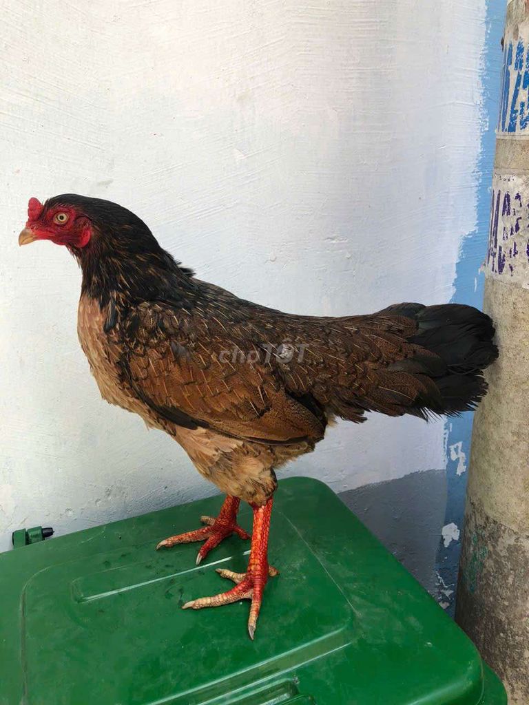 mái điều 2k5. Mua bán Gà tại Quận 1 Tp Hồ Chí Minh được đăng bởi Noname hình 1