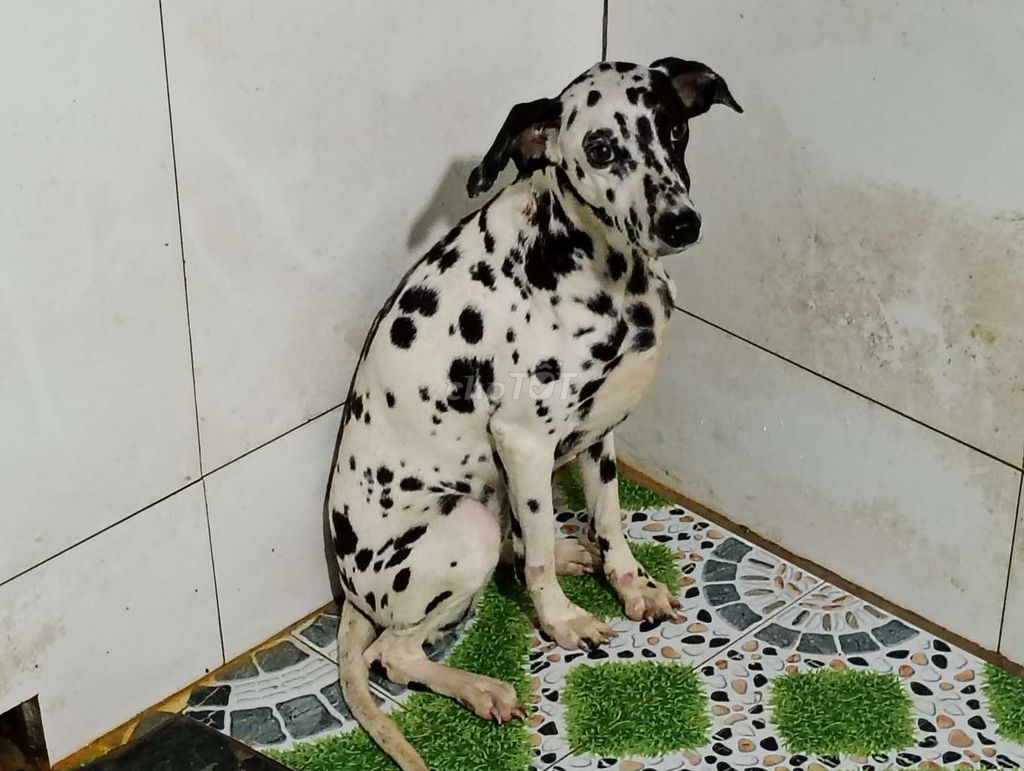 Chó Đốm cái Đen trắng Thuần chủng. Mua bán Chó tại Thành phố Vũng Tàu Bà Rịa - Vũng Tàu được đăng bởi Nhân Rottweiler  hình 1