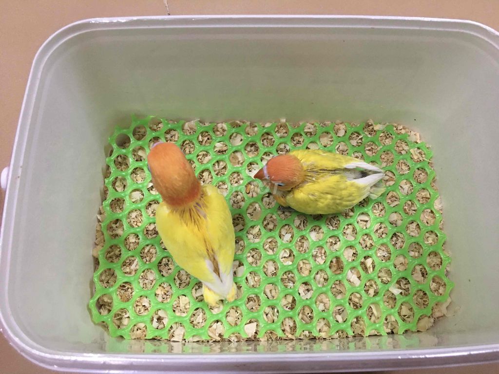 Vẹt Lovebird non màu đẹp