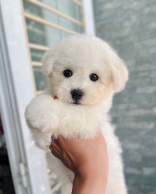 Bichon frise size mini. Mua bán Chó tại Quận Tân Bình Tp Hồ Chí Minh được đăng bởi Nguyễn Thị Phương Thảo