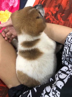 em ở trọ đi làm nên hông nuôi được. cần bán ẻm ạ