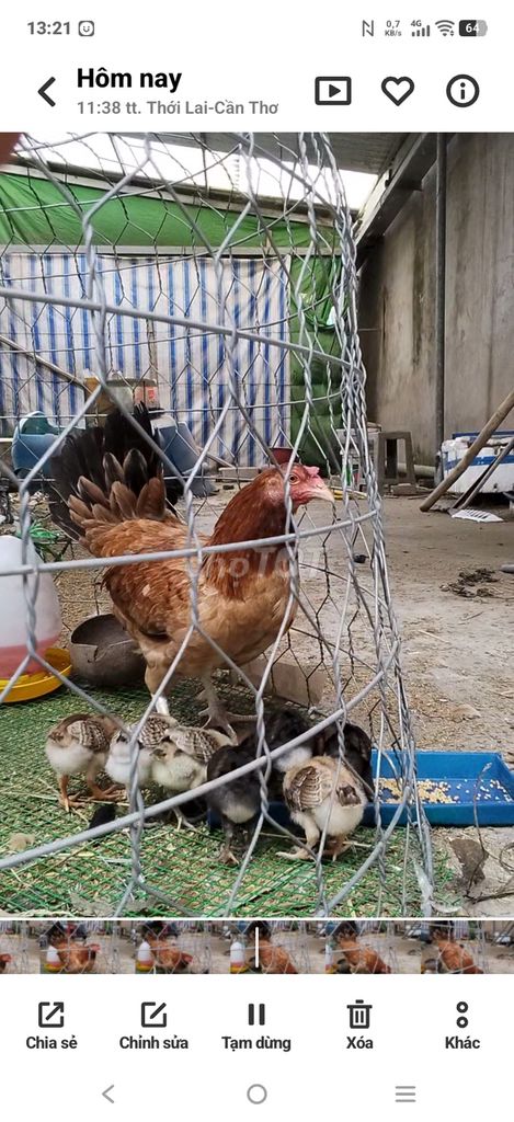 Gà Mỹ Kenso mái Gà con. Mua bán Gà tại Huyện Thới Lai Cần Thơ được đăng bởi CAO TUAN hình 1