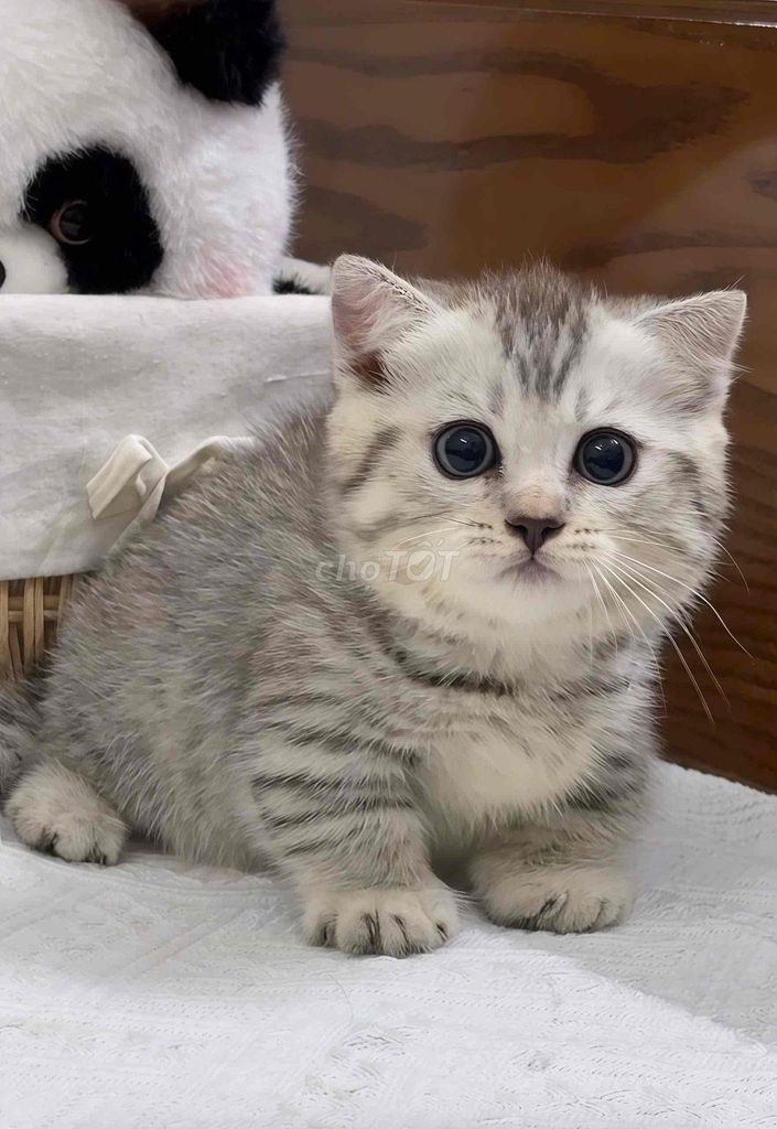 Mèo Munchkin giá rẻ chỉ từ 3,5tr. Mua bán Mèo tại Quận Tân Bình Tp Hồ Chí Minh được đăng bởi Meow Meow Cattery hình 1
