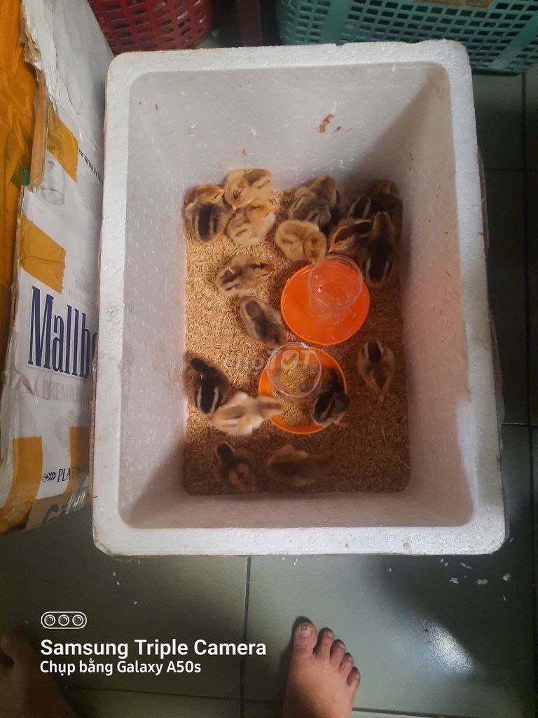 Gà ta thả vườn 1-5 ngày tuổi. Mua bán Gà tại Thành phố Biên Hòa Đồng Nai được đăng bởi Nguyên Lập Camera - May tính hình 1