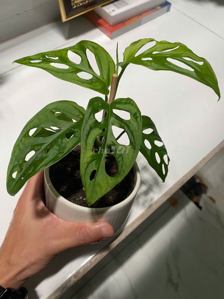 Cây cảnh để bàn Monstera Adansonii . Mua bán Cây cảnh, đồ trang trí tại Quận Bình Tân Tp Hồ Chí Minh được đăng bởi Henry Garden hình 1