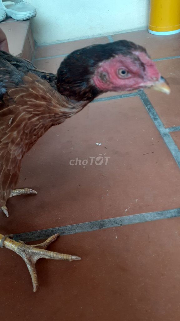 Giảm tải e mái và ít mái tơ, choai .. Mua bán Gà tại Huyện Thường Tín Hà Nội được đăng bởi Đào hình 1