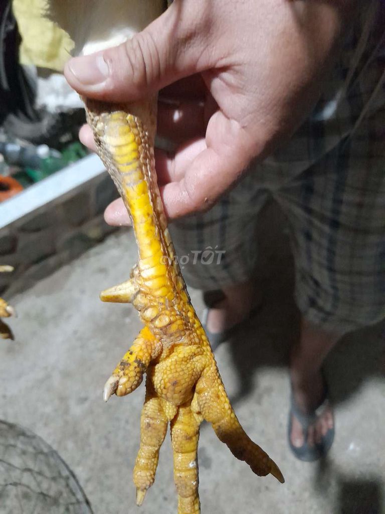 Uá 3.2kg tay tôt thay lông vê tha mái đu lông rôi
