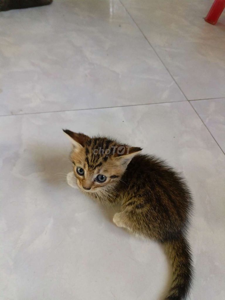 mèo aln lai. Mua bán Mèo tại Thành phố Quảng Ngãi Quảng Ngãi được đăng bởi Quang Huy hình 1