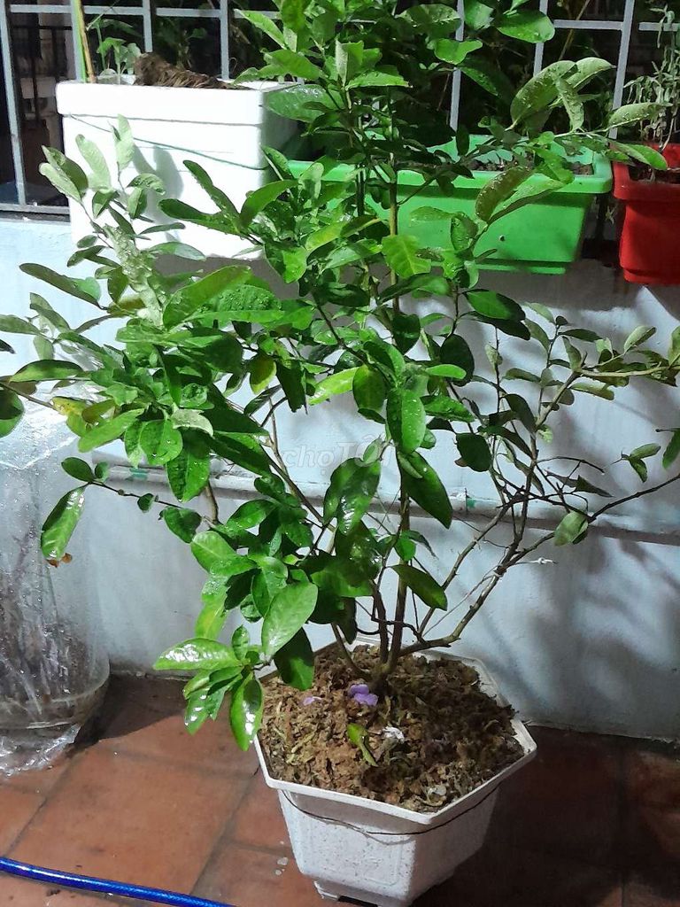 Cây chanh tứ quý 5 năm đã có quả. Mua bán Cây cảnh, đồ trang trí tại Quận Hoàng Mai Hà Nội được đăng bởi Anh bẩy hình 1