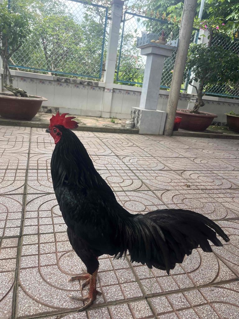 Gà chọi Đực màu Đen. Mua bán Gà tại Huyện Long Hồ Vĩnh Long được đăng bởi long hình 1
