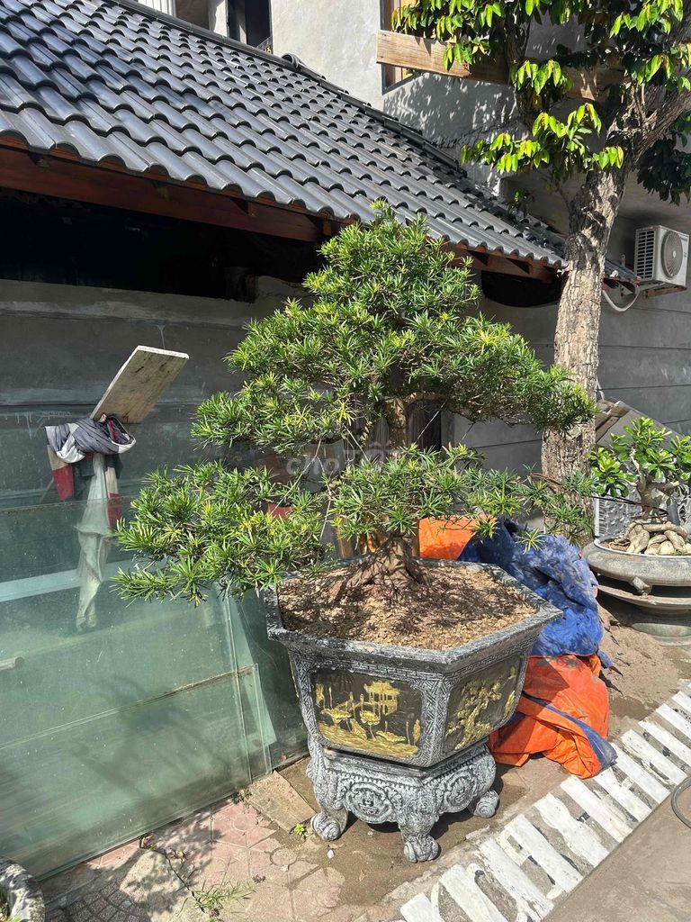 Cây cảnh Tùng Bắc Cốt chậu. Mua bán Cây cảnh, đồ trang trí tại Quận Kiến An Hải Phòng được đăng bởi duong hình 1
