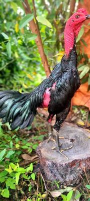 Ô bông chân xanh 2kg9. Mua bán Gà tại Huyện Củ Chi Tp Hồ Chí Minh được đăng bởi Chicken Shop 