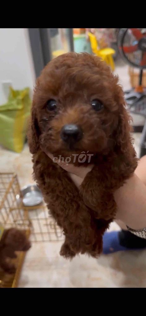 Poodle nâu đỏ. Mua bán Chó tại Thành phố Vũng Tàu Bà Rịa - Vũng Tàu được đăng bởi Lượm Dog Shop hình 4