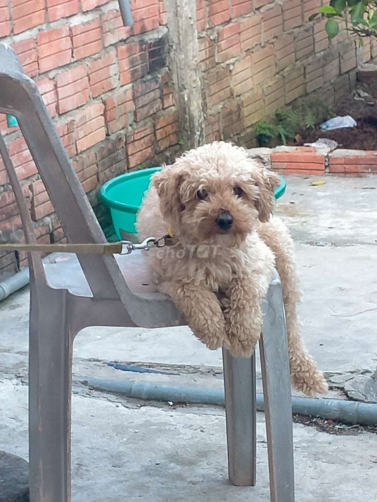 Chó Poodle đực màu Nâu vàng. Mua bán Chó tại Thị xã Điện Bàn Quảng Nam được đăng bởi  trung hiếu  hình 1