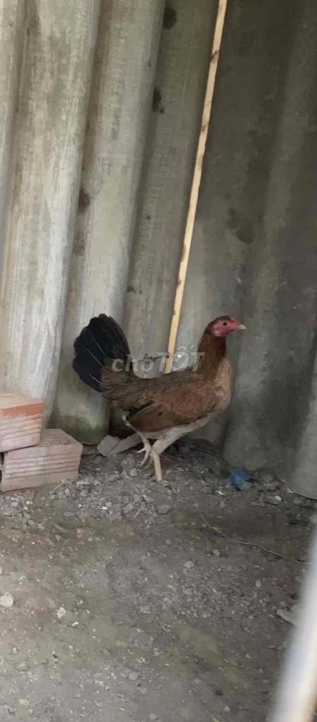 Gà Mái tre Siêu Mỹ Cái 1kg. Mua bán Gà tại Huyện Châu Thành Tiền Giang được đăng bởi nguyen truong hình 1