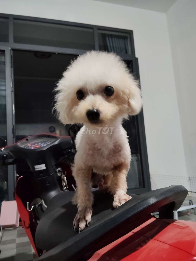 Chó Poodle Tiny trắng kem Biết đi vệ sinh khay. Mua bán Chó tại Huyện Long Thành Đồng Nai được đăng bởi Anh Đức hình 1