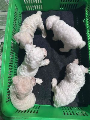 poodle nhà ss