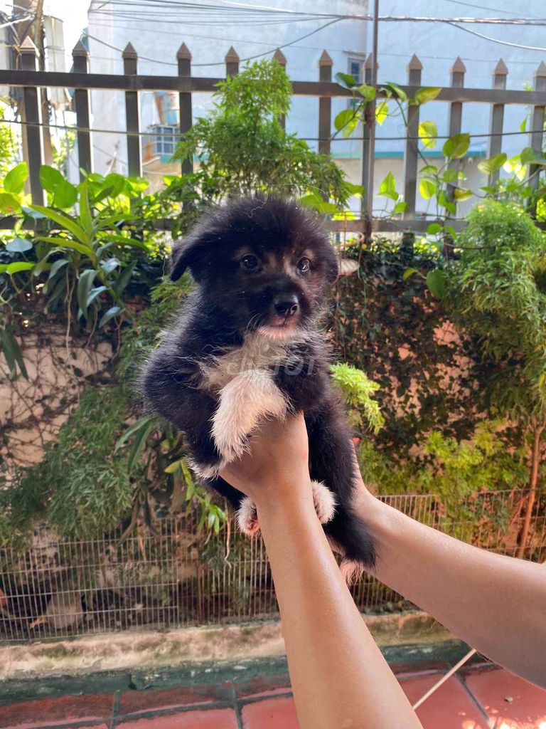 Chó Samoyed lai Phốc Đen Trắng Nâu. Mua bán Chó tại Huyện Thanh Oai Hà Nội được đăng bởi LÊ TRUNG HIẾU hình 1