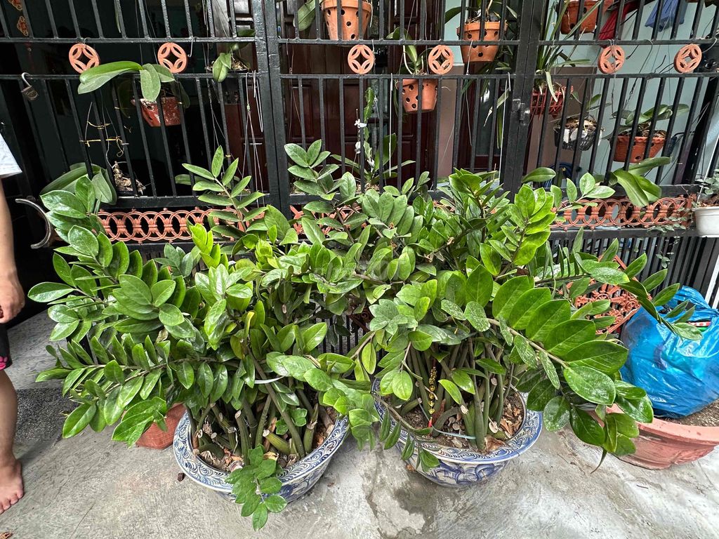 Cây Kim Tiền Xanh lá. Mua bán Cây cảnh, đồ trang trí tại Quận Cẩm Lệ Đà Nẵng được đăng bởi Ng Ngooc Nhii hình 1