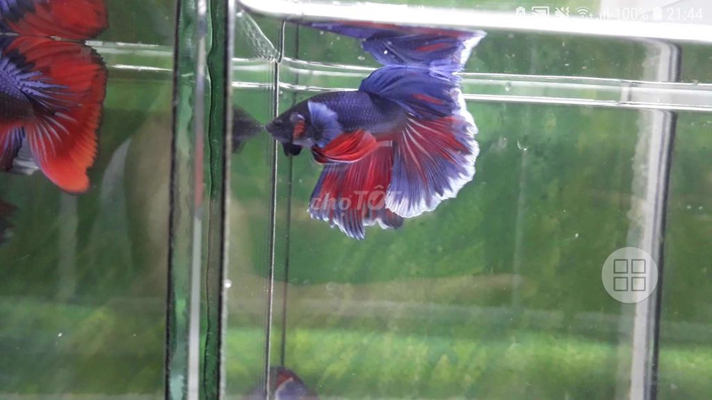 Cá betta Halfmon dumbo. Mua bán Thú cưng khác tại Quận Gò Vấp Tp Hồ Chí Minh được đăng bởi Hiệp Betta Fish hình 2