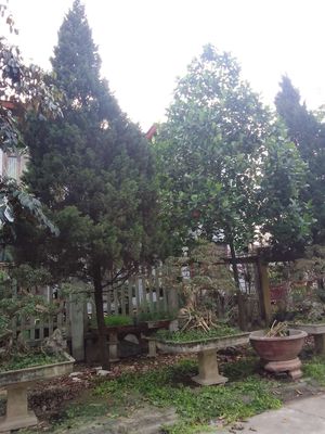 Mình có 3 cây tùng muấn bán để lấy chỗ bán quán. Mua bán Cây cảnh, đồ trang trí tại Huyện Đồng Hỷ Thái Nguyên được đăng bởi Lưu thiện 