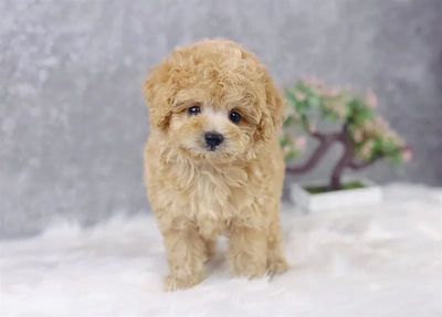 Poodle Thuần Chuẩn