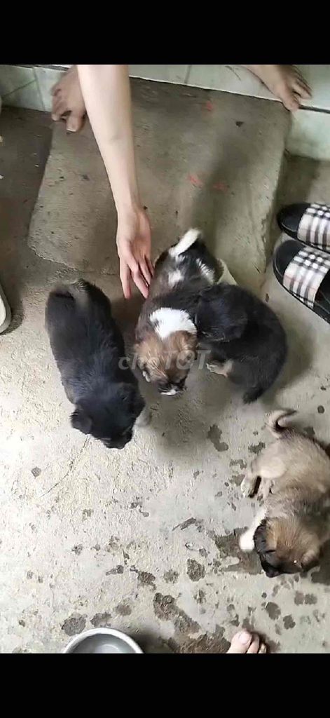 4 Bé Cún Con chân ngắn. Mua bán Chó tại Huyện Lai Vung Đồng Tháp được đăng bởi Phạm Minh Trí hình 1