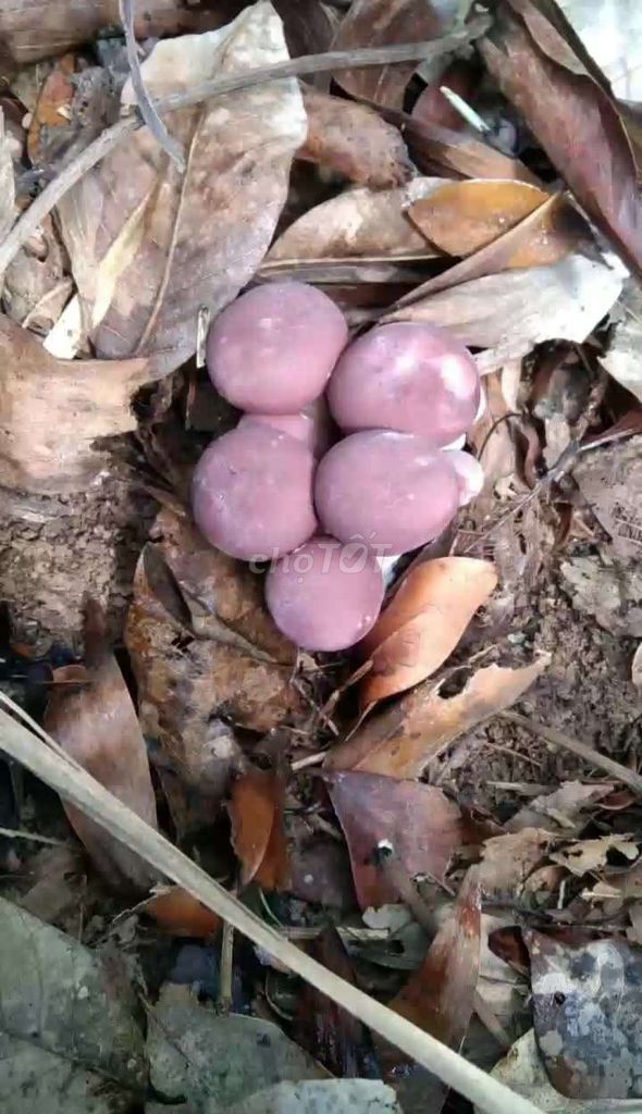Nấm tràm. Mua bán Đồ ăn, thực phẩm và các loại khác tại Quận Tân Phú Tp Hồ Chí Minh được đăng bởi Thị Hân hình 1