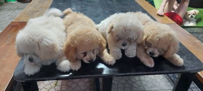 Cần bán chó Bắc Kinh lai Poodle 3 tháng tuổi
