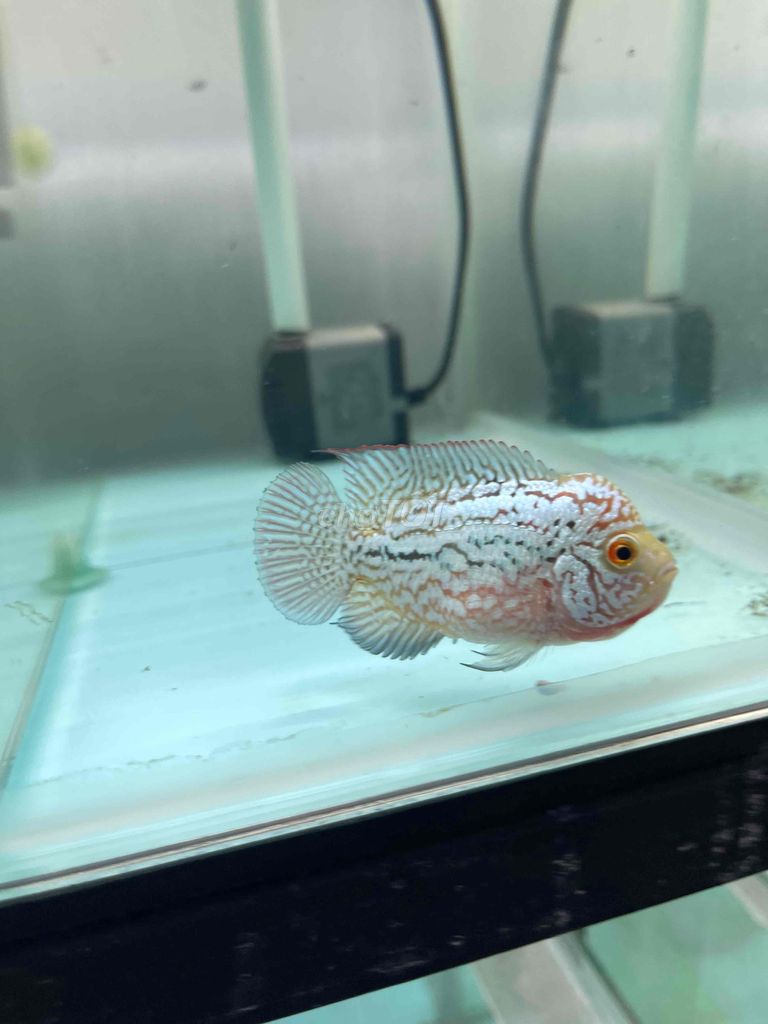 kamfa f2 giá tốt cho ae trải nghiệm. Mua bán Thú cưng khác tại Quận Cẩm Lệ Đà Nẵng được đăng bởi Trần Hoàng hình 5