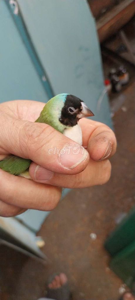 Chim 7 màu mái. Mua bán Chim tại Quận Phú Nhuận Tp Hồ Chí Minh được đăng bởi Gà tre  hình 1