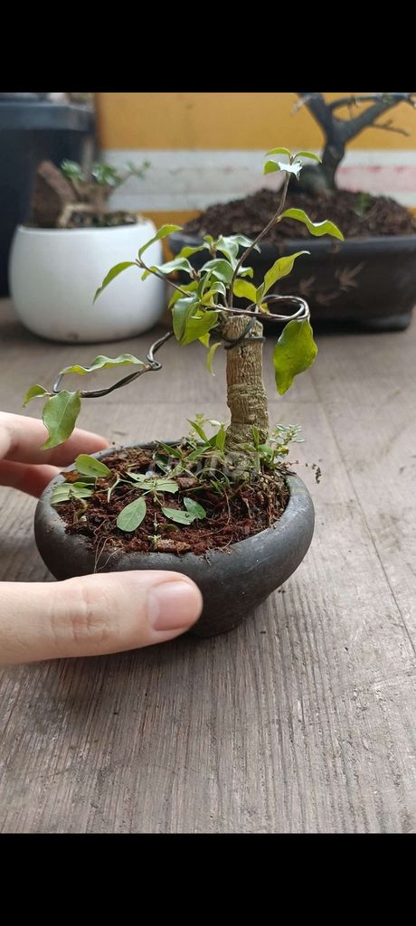 Hồng ngọc mai siêu mini [Bonsai để bàn]