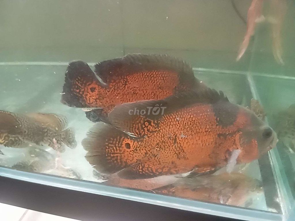 cặp Cá tai tượng châu Phi 4n Đỏ cam. Mua bán Thú cưng khác tại Thành phố Thủ Đức Tp Hồ Chí Minh được đăng bởi Võ Tuấn Kiệt hình 1