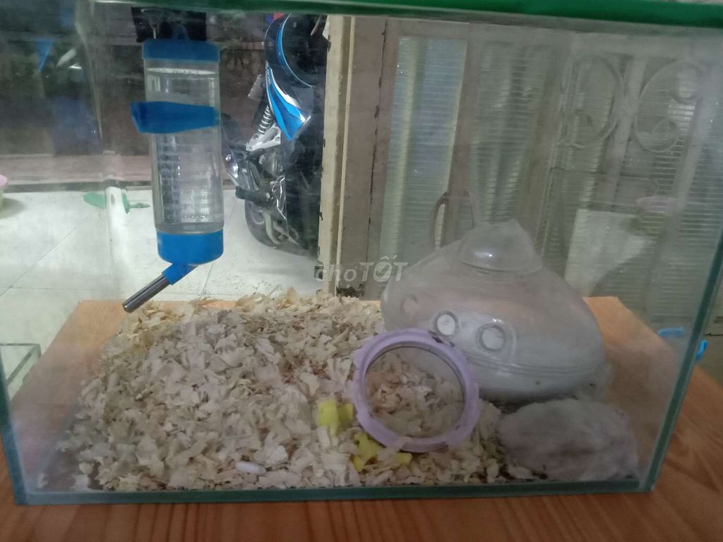Chuột Hamster Mũm mĩm Trắng Hiền lành. Mua bán Thú cưng khác tại Thành phố Thủ Đức Tp Hồ Chí Minh được đăng bởi Thanh Tam hình 1