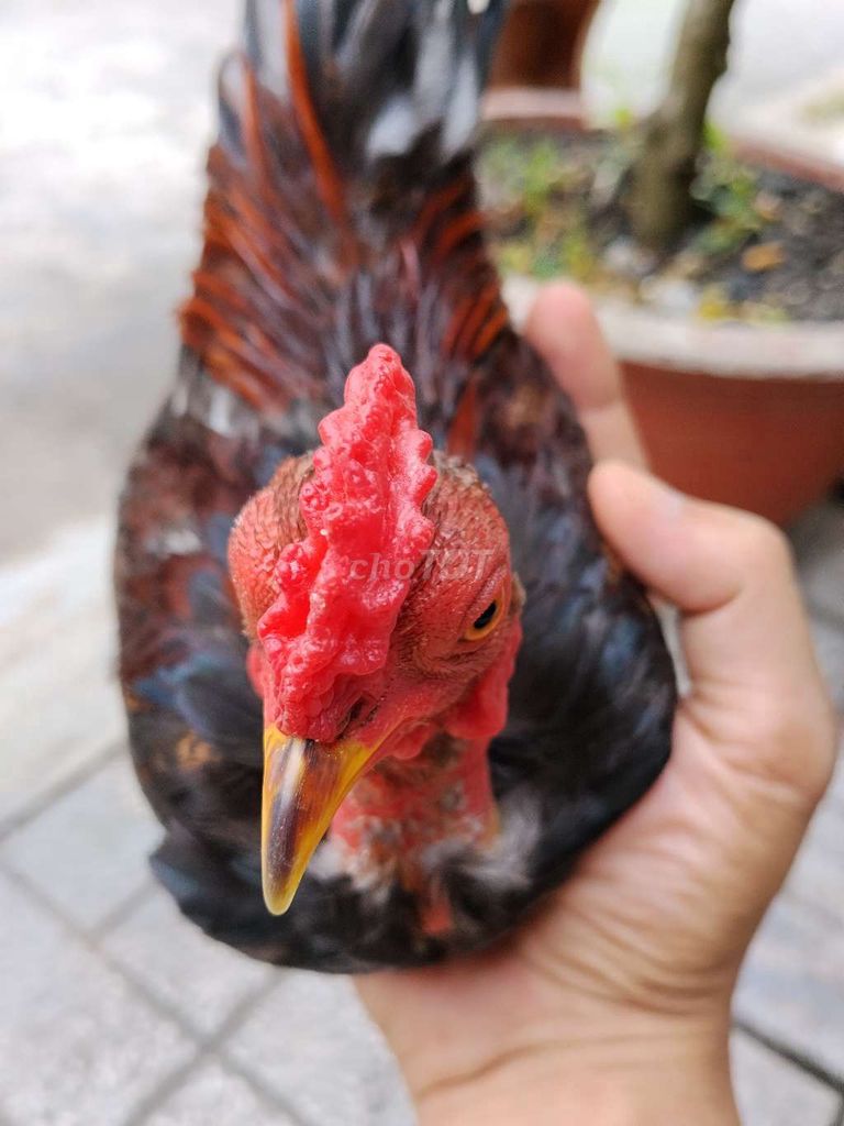 gà tre bắc cộc trống bông điều đỏ trưởng thành. Mua bán Gà tại Huyện Đức Hòa Long An được đăng bởi Hưng Nguyễn hình 1