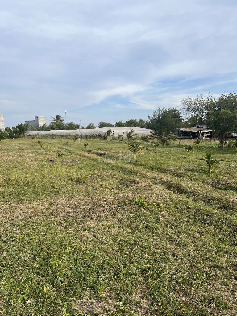 Bán Đất Nông Nghiệp 1284m2 HxH đường Nguyễn Viết Xuân -Bình Quý NPhuoc. Mua bán Đất tại Huyện Ninh Phước Ninh Thuận được đăng bởi Minhland68 hình 6