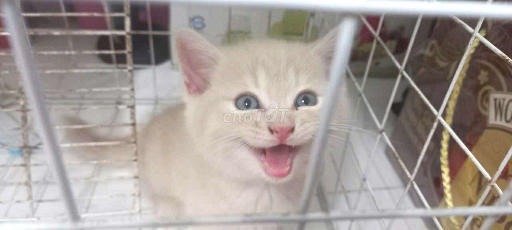 Mèo anh chân ngắn. Mua bán Mèo tại Quận 7 Tp Hồ Chí Minh được đăng bởi cô khẩn hình 5