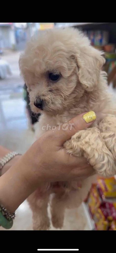 Chó Poodle con. Mua bán Chó tại Thành phố Vũng Tàu Bà Rịa - Vũng Tàu được đăng bởi Lượm Dog Shop hình 4