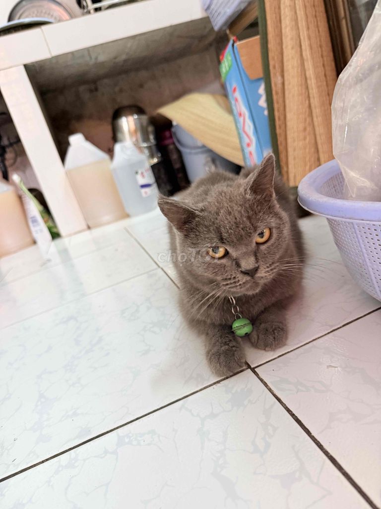 Mèo Anh lông ngắn Xám. Mua bán Mèo tại Thành phố Tây Ninh Tây Ninh được đăng bởi Pham Ha hình 1