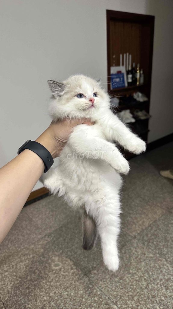 Mèo ragdoll đực 2 tháng