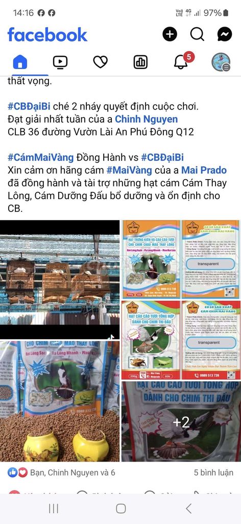 Cám chim chào mào căng lửa,hạt cào cào