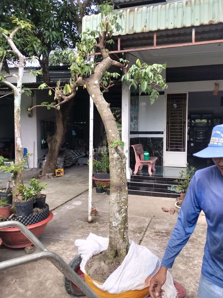Khế chua dáng văn nhân. Mua bán Cây cảnh, đồ trang trí tại Quận 7 Tp Hồ Chí Minh được đăng bởi đăng khoa hình 1