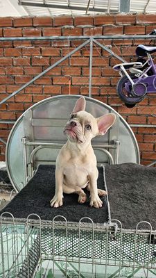 Chó French Bulldog cái lilac fawn