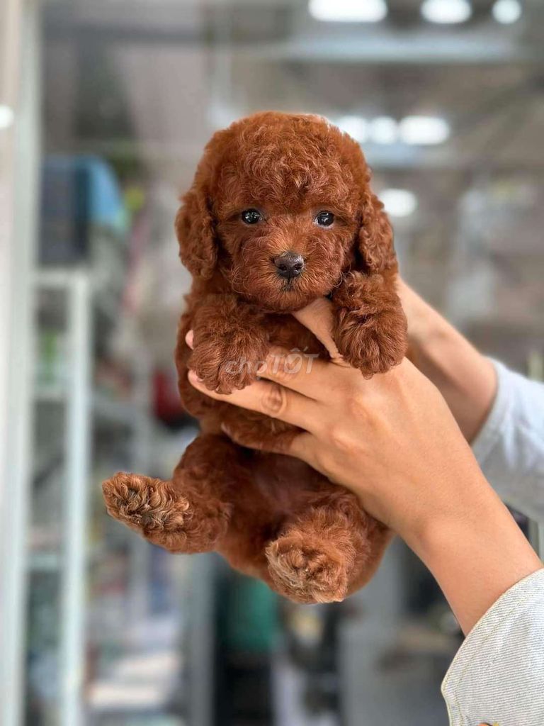 Poodle đủ màu