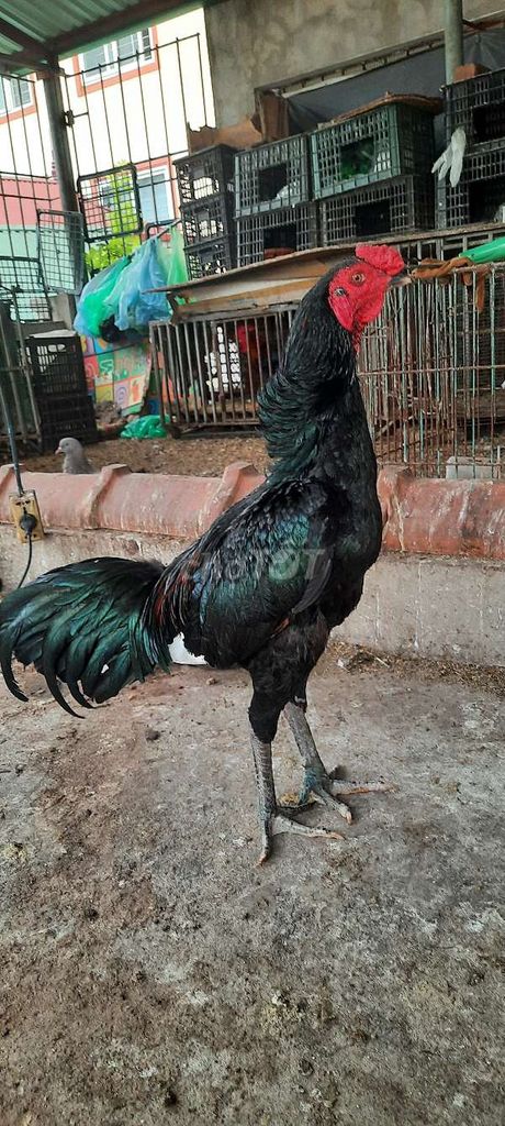 Gà chọi Đen Đực 7 tháng. Mua bán Gà tại Quận Nam Từ Liêm Hà Nội được đăng bởi long hình 1