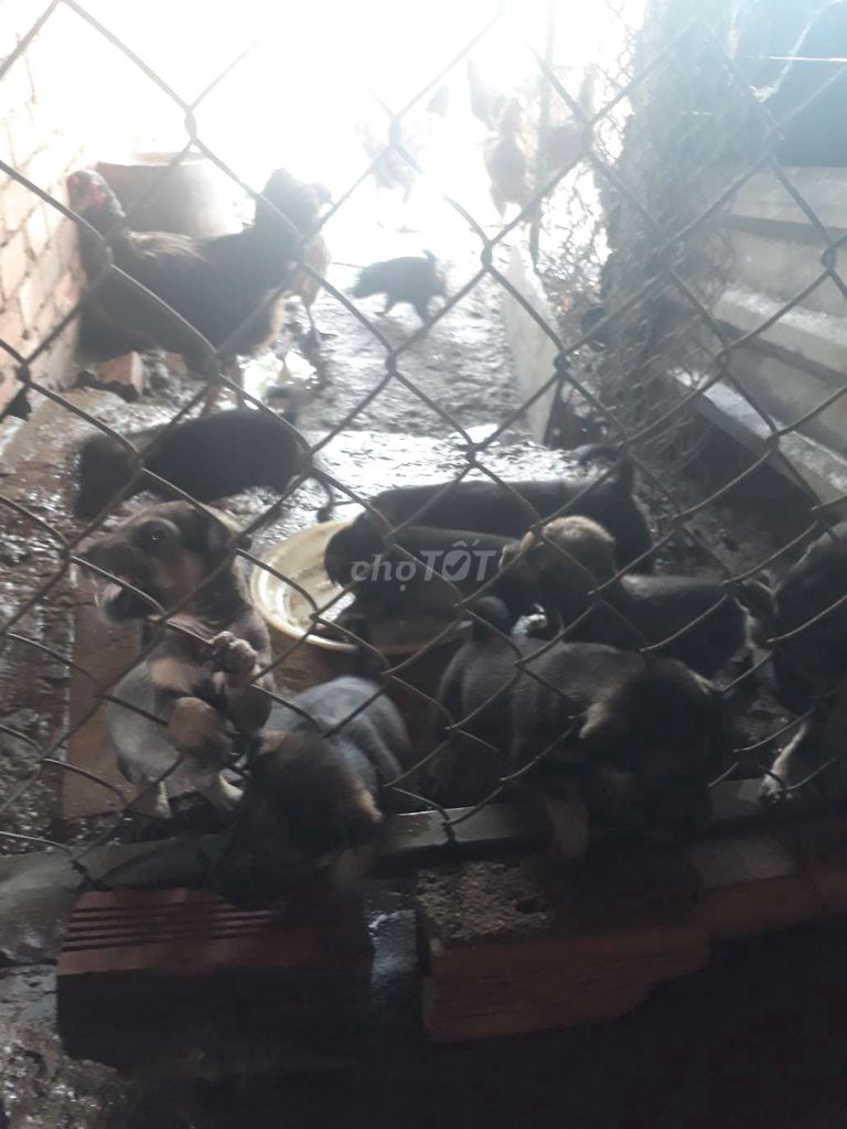nhà có bầy chó cỏ lai nhật xù. Mua bán Chó tại Huyện Long Thành Đồng Nai được đăng bởi phương thế ngọc hình 4